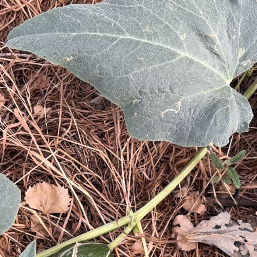 Photo of the plant species Buffalo Gourd by @ZarfPapaya5 named Morgan Treeman on Greg, the plant care app