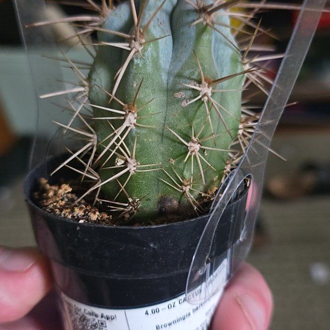 Photo of the plant species Browningia hertlingiana 'Album' by @CoolCowvine26 named Sproutacus on Greg, the plant care app