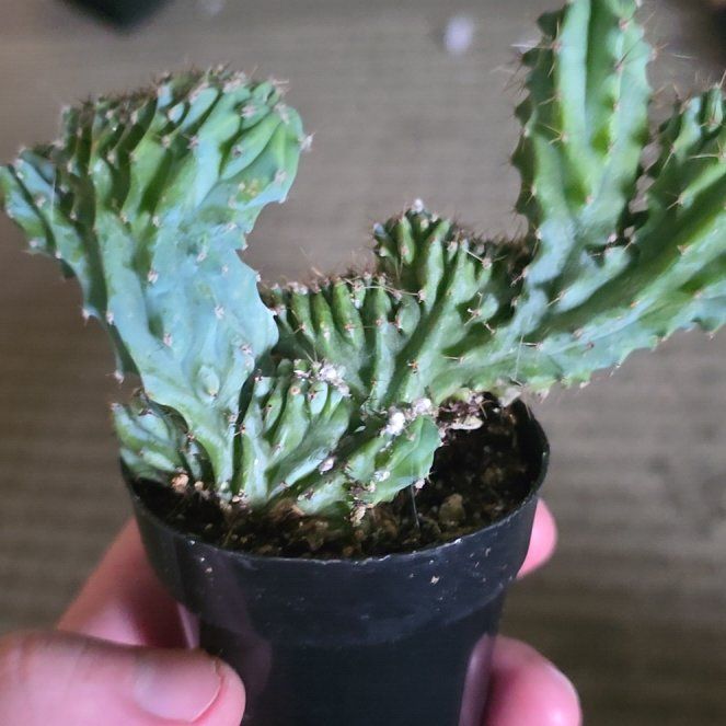 Photo of the plant species Crested Euphorbia 'Album' by @CoolCowvine26 named Drake on Greg, the plant care app
