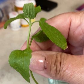 Photo of the plant species Anise-Hyssop by @ZestRedmint28 named Kobe on Greg, the plant care app