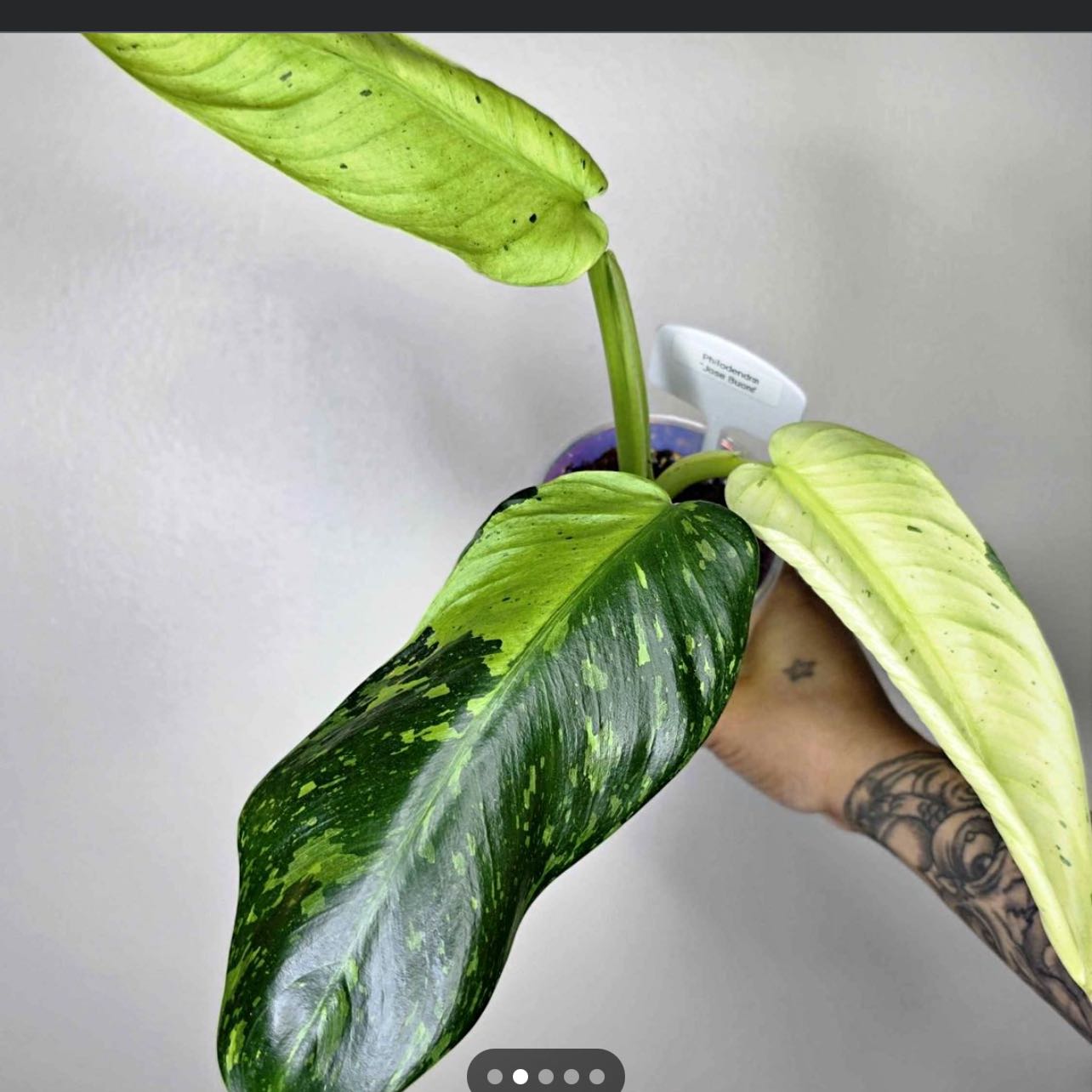 Photo of the plant species Philodendron 'Jose Buono' by @DrivenPeanut69 named Curie on Greg, the plant care app