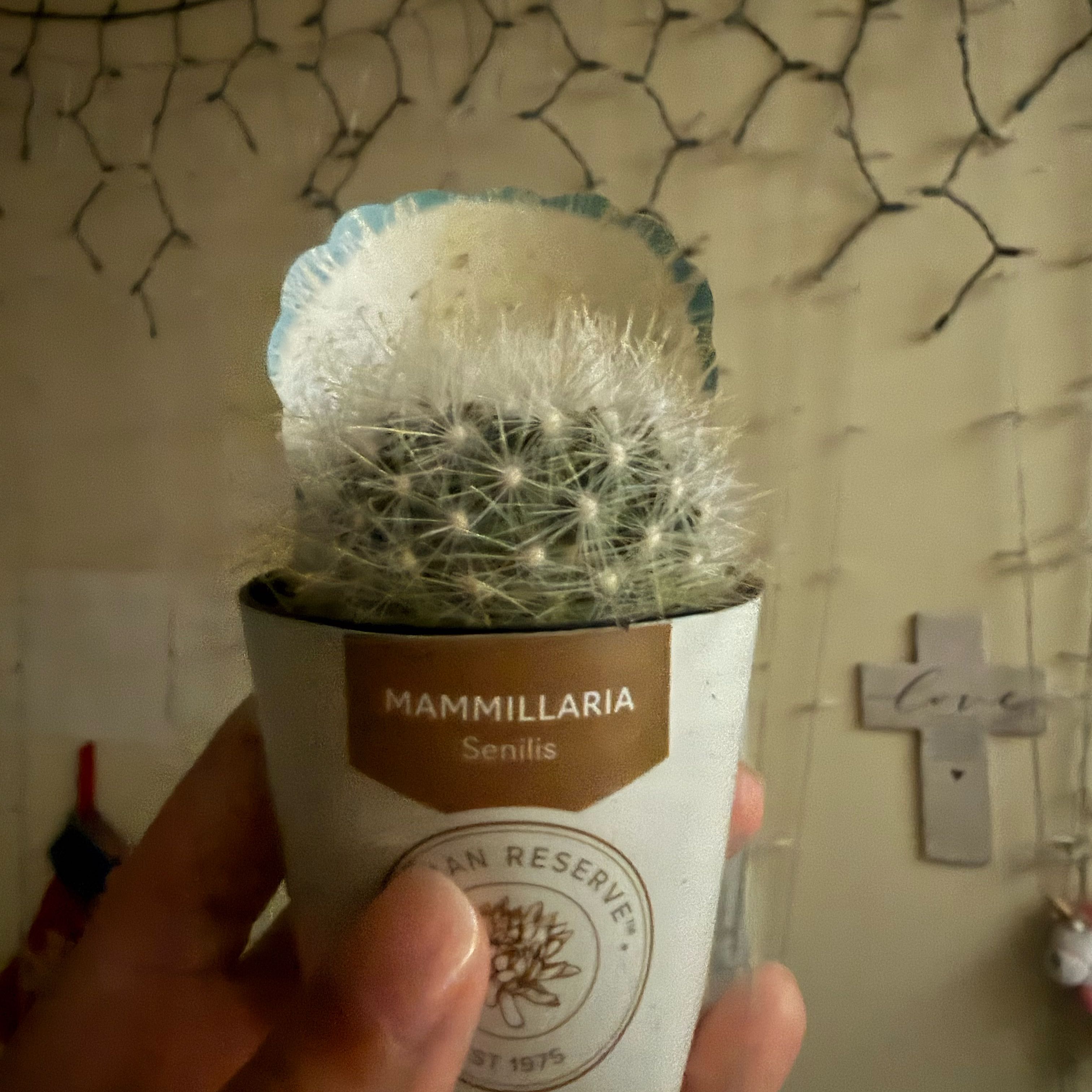 Photo of the plant species Mammillaria senilis by @ZippyChaya41 named George on Greg, the plant care app