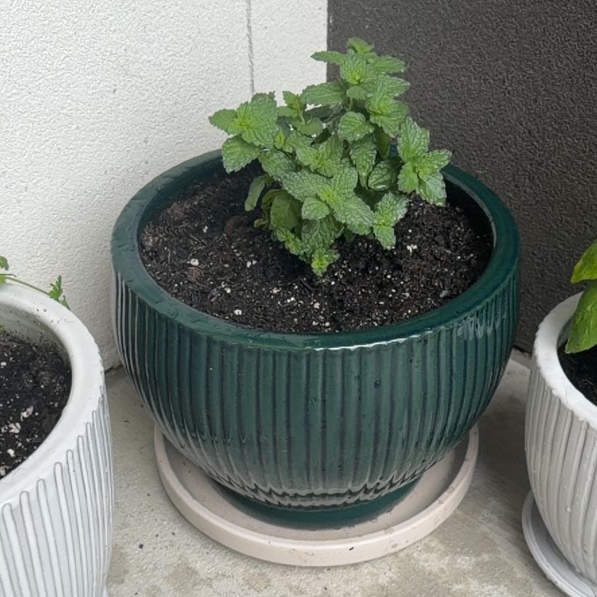 Photo of the plant species Mojito Mint by @StylishSuncup23 named Anne on Greg, the plant care app