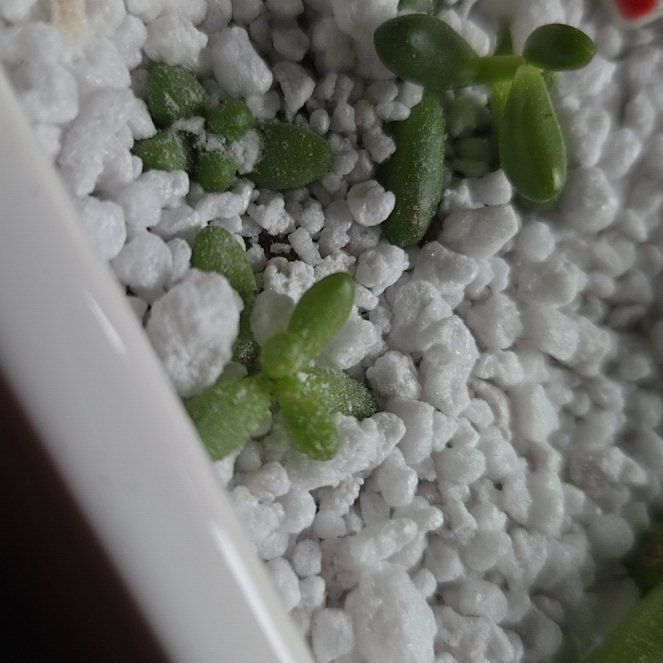 Photo of the plant species Sand Pygmyweed by @GallantCashew2 named Sir Plancelot on Greg, the plant care app