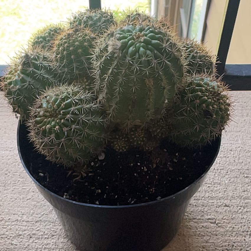 Photo of the plant species Scarlet Hedgehog Cactus by @BusyAlmond17 named Athena on Greg, the plant care app