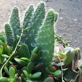 Photo of the plant species Cane Cactus by @PetTaro45 named Oscar on Greg, the plant care app