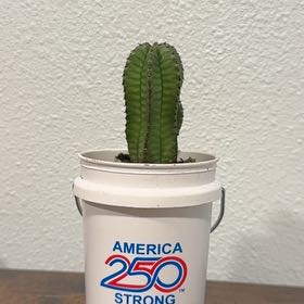 Photo of the plant species Euphorbia anoplia by @SterlingNeslia6 named Rosa on Greg, the plant care app