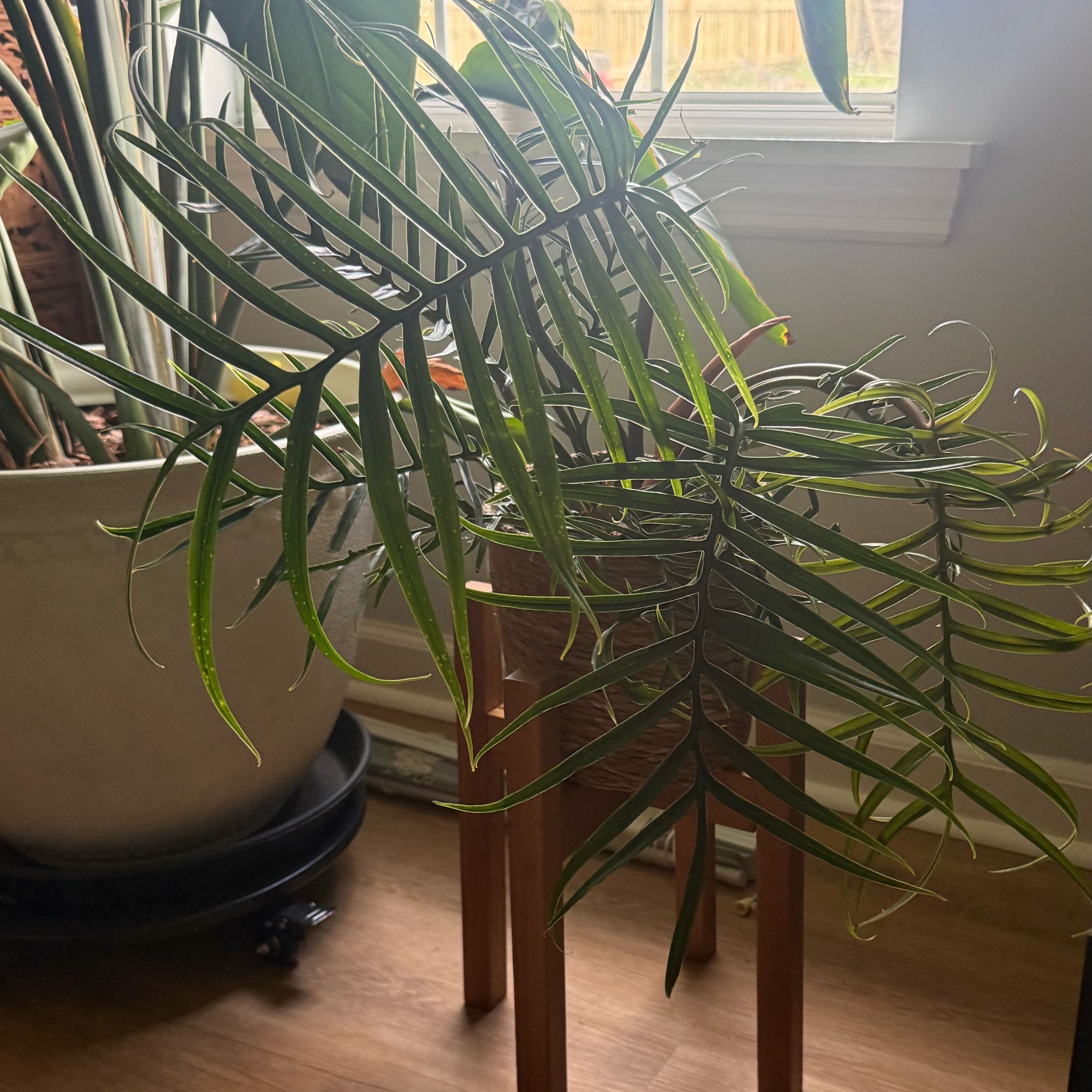 Photo of the plant species Philodendron tortum by @ProEarthball64 named Twisted Sister on Greg, the plant care app
