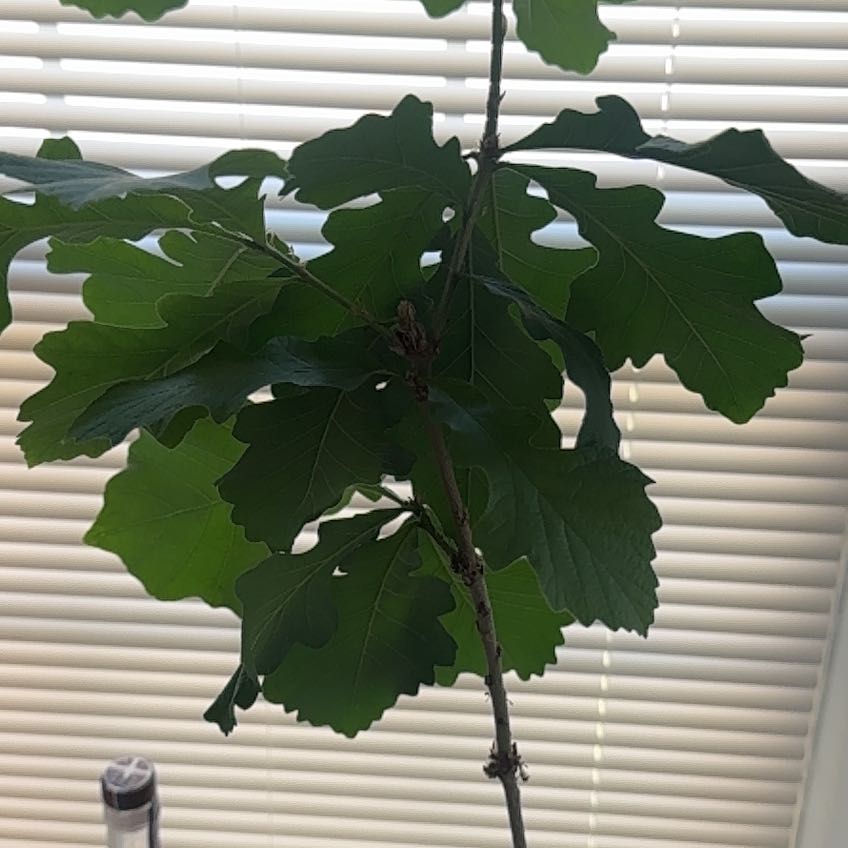Photo of the plant species Bur Oak by @GrandGollum88 named Tolkien on Greg, the plant care app