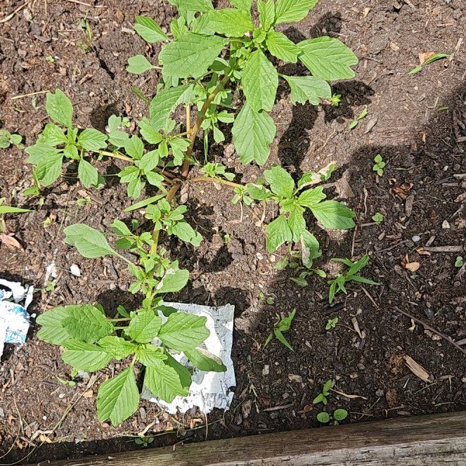 Photo of the plant species Purple Amaranth by @BabyPhalsa84 named Bodhi on Greg, the plant care app