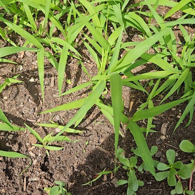 Photo of the plant species Southern Crabgrass by @BabyPhalsa84 named Maya on Greg, the plant care app