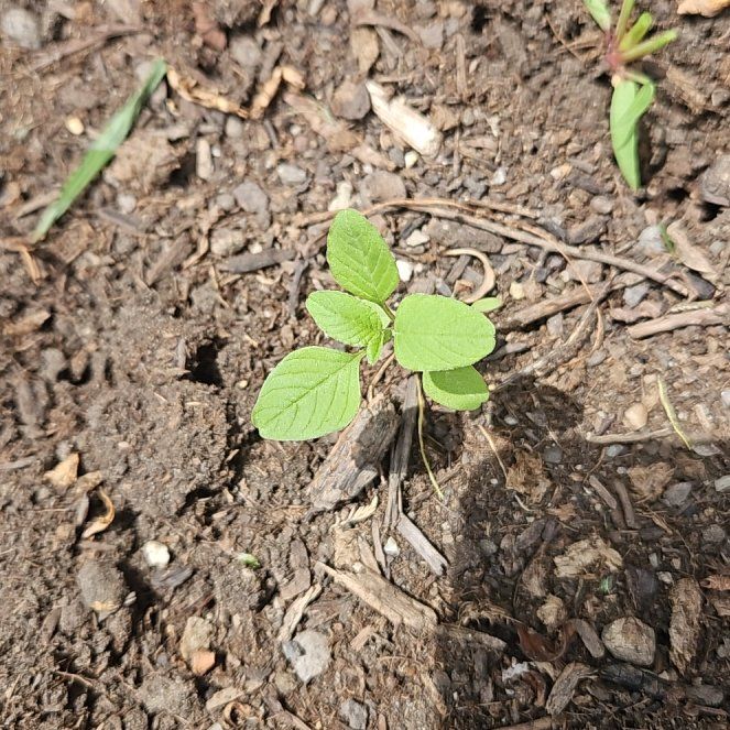 Photo of the plant species Soybean by @BabyPhalsa84 named Elina on Greg, the plant care app