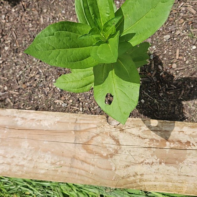 Photo of the plant species Tobacco by @BabyPhalsa84 named Eva on Greg, the plant care app