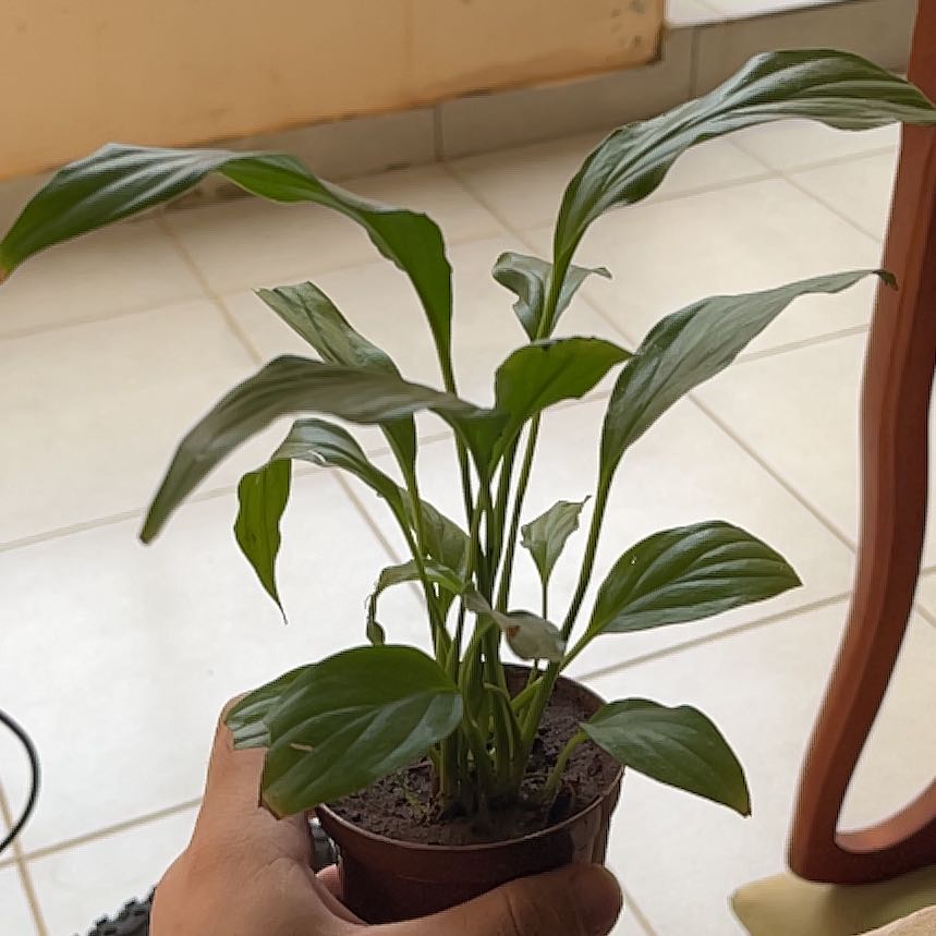 Photo of the plant species Turtle vine by @BrainyEndive28 named Bruce Lee on Greg, the plant care app