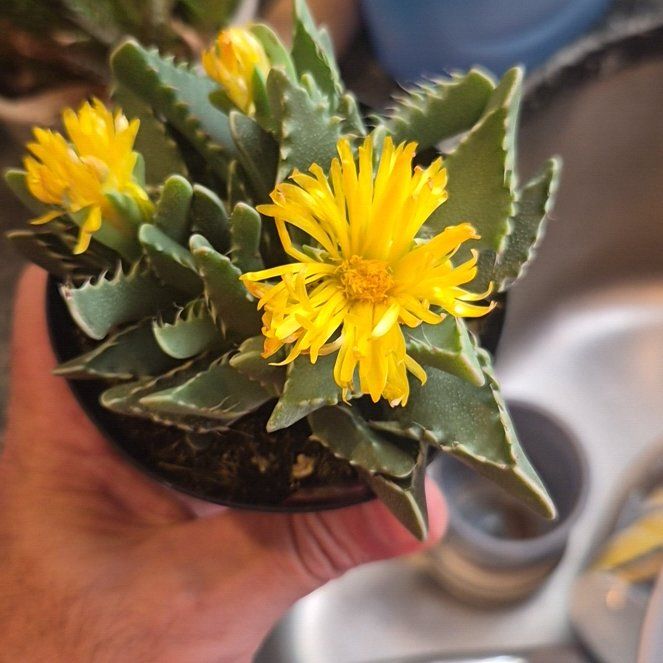 Photo of the plant species Varigated Tiger's Jaw by @FitKingfern65 named Willow on Greg, the plant care app