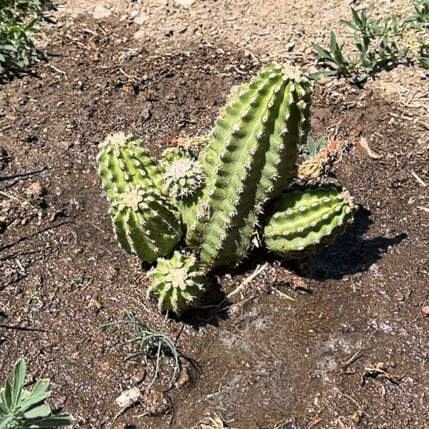 Photo of the plant species Scarlet Hedgehog Cactus by @RadSuncup68 named Scarlet on Greg, the plant care app
