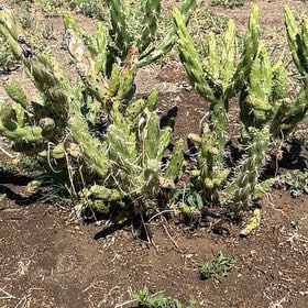 Photo of the plant species Cane Cholla by @RadSuncup68 named Morgan Treeman on Greg, the plant care app