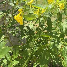Photo of the plant species Yellow Bells by @RadAgarito94 named Sunny on Greg, the plant care app