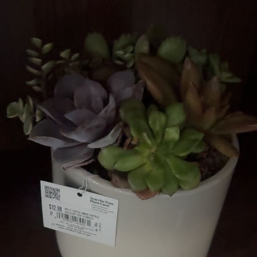 Photo of the plant species succulent by @LikelyTreeivy99 named Sage on Greg, the plant care app