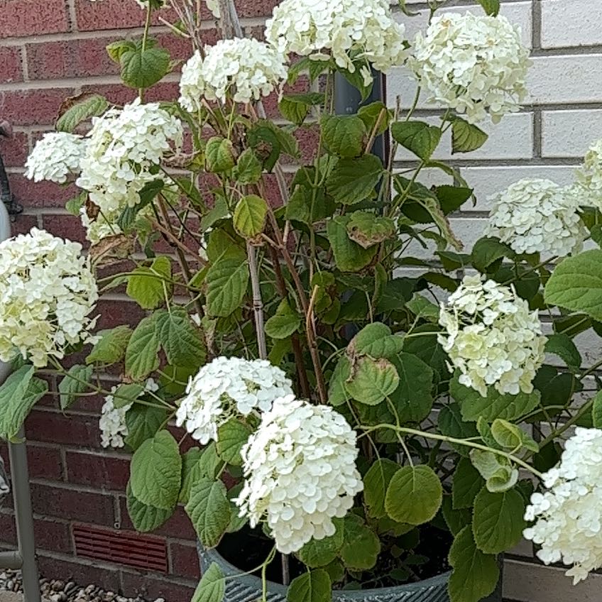 Photo of the plant species Ashy Hydrangea by @LordlyPothos36 named Mando on Greg, the plant care app