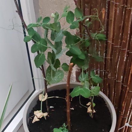 Photo of the plant species Peas by @RadClusia12 named McKinley on Greg, the plant care app