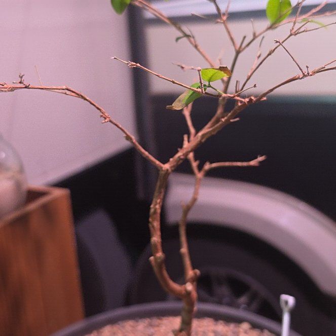 Photo of the plant species Asian Jasmine by @SmoothRedmint35 named Kylie on Greg, the plant care app