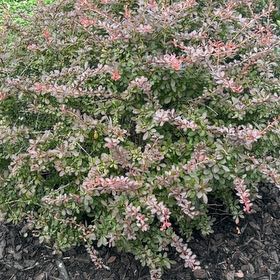 Photo of the plant species Japanese Barberry by @LordIcecaps39 named Wall-E on Greg, the plant care app