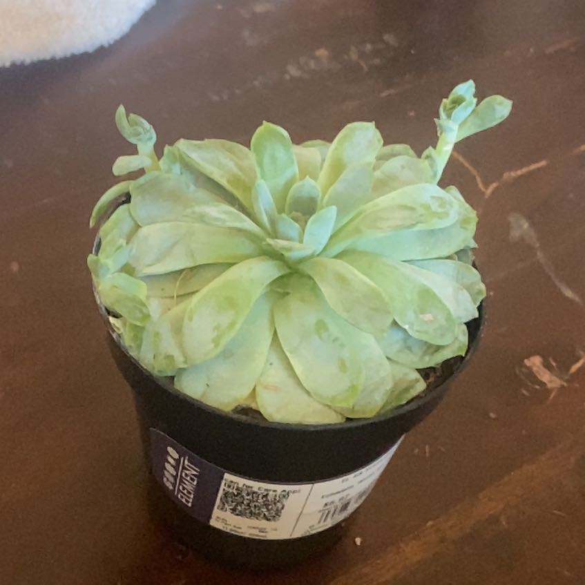 Photo of the plant species Arctic.Ice.Echeveria by @CuteBluehaze57 named Arctic Ice on Greg, the plant care app