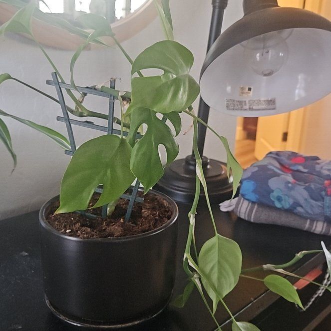 Photo of the plant species Mint Swiss Cheese Monstera by @FineAnthora70 named Stella on Greg, the plant care app