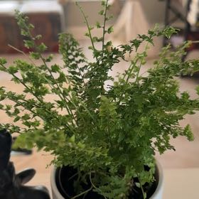 Photo of the plant species Green Fantasy Fern by @Fl8wers named Einstein on Greg, the plant care app