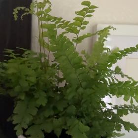 Photo of the plant species Rosy Maidenhair Fern by @Fl8wers named Muhammad Ali on Greg, the plant care app