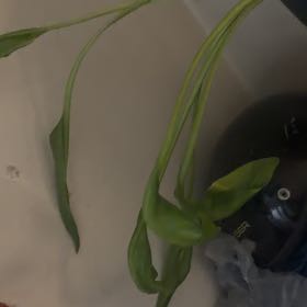 Photo of the plant species Green Arrow-Arum by @Mtlhead79 named Gaga on Greg, the plant care app