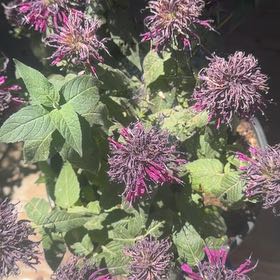 Photo of the plant species Scarlet Beebalm by @Mtlhead79 named Daphne on Greg, the plant care app