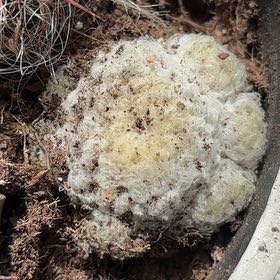 Photo of the plant species Feather Cactus by @HipBilberry69 named Tupot amaroot on Greg, the plant care app