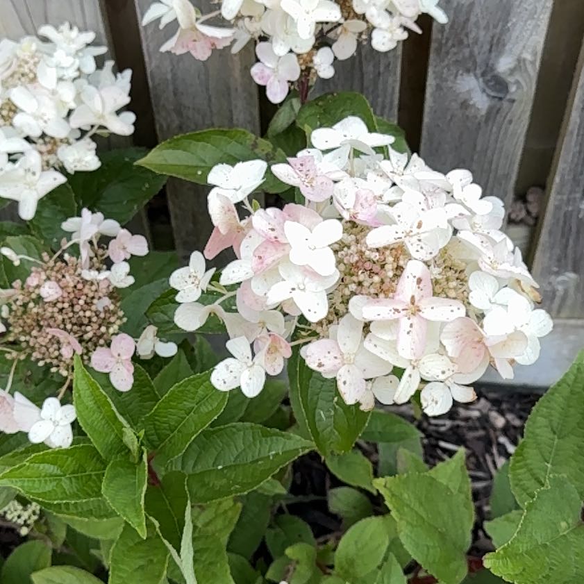 Photo of the plant species Panicle Hydrangea by @CozyTawa79 named Khaleesi on Greg, the plant care app