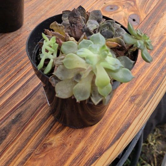 Photo of the plant species Graptoveria 'Olivia' by @HipEmerald47 named Sir Plancelot on Greg, the plant care app