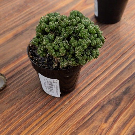 Photo of the plant species Ming Thing Cactus by @HipEmerald47 named Marley on Greg, the plant care app