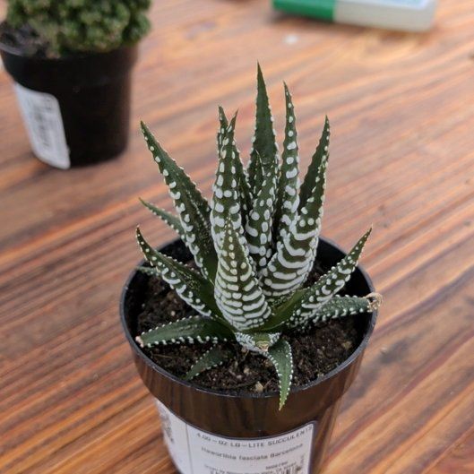 Photo of the plant species Haworthia fasciata 'Barcelona' by @HipEmerald47 named ChloroPhil on Greg, the plant care app