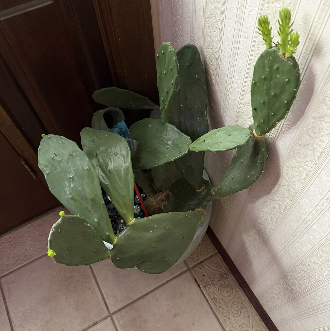 Photo of the plant species Prickly Pear Cactus by @EclecticLime47 named Plato on Greg, the plant care app