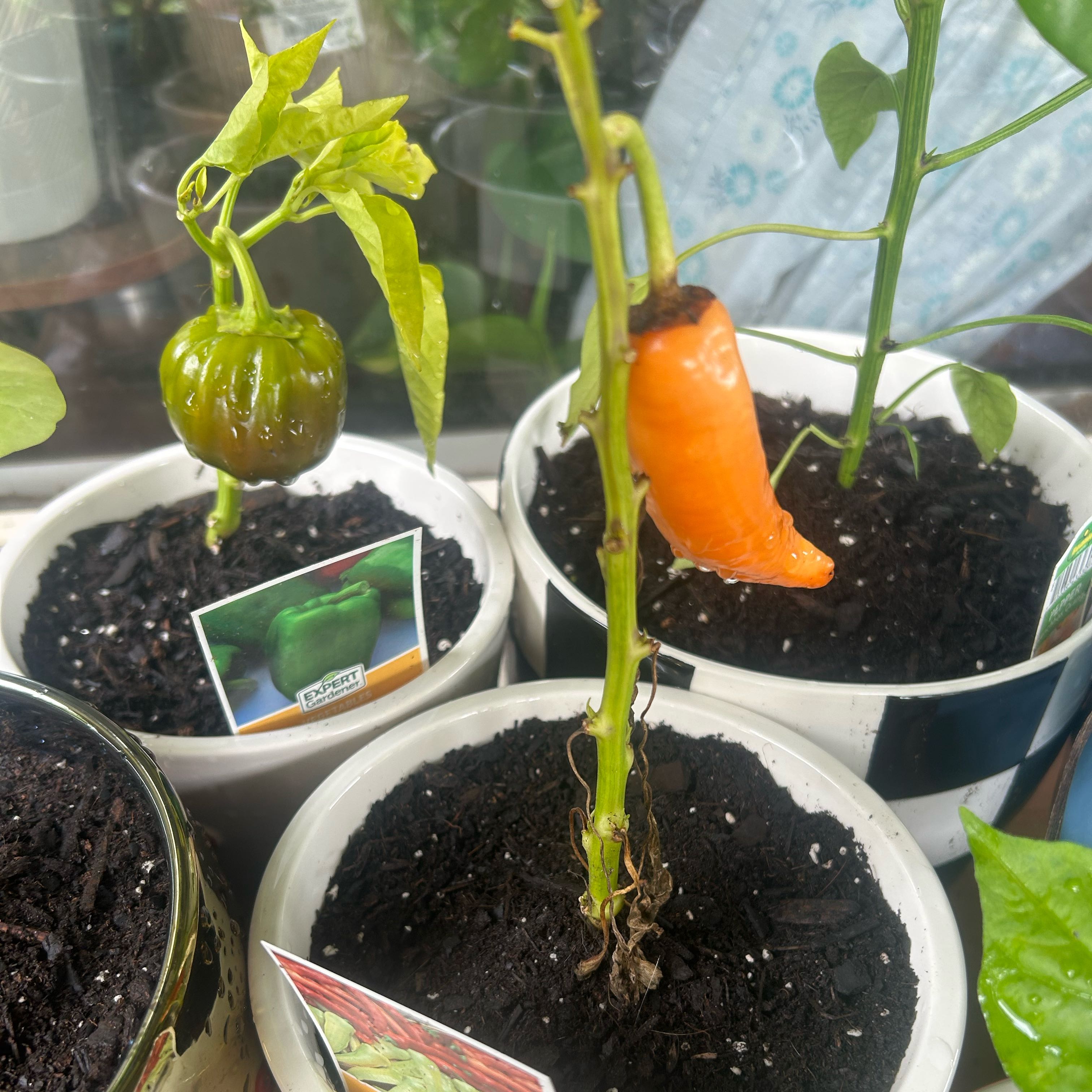 Photo of the plant species Sweet Banana Pepper by @GodlyBearcorn48 named Daphne on Greg, the plant care app