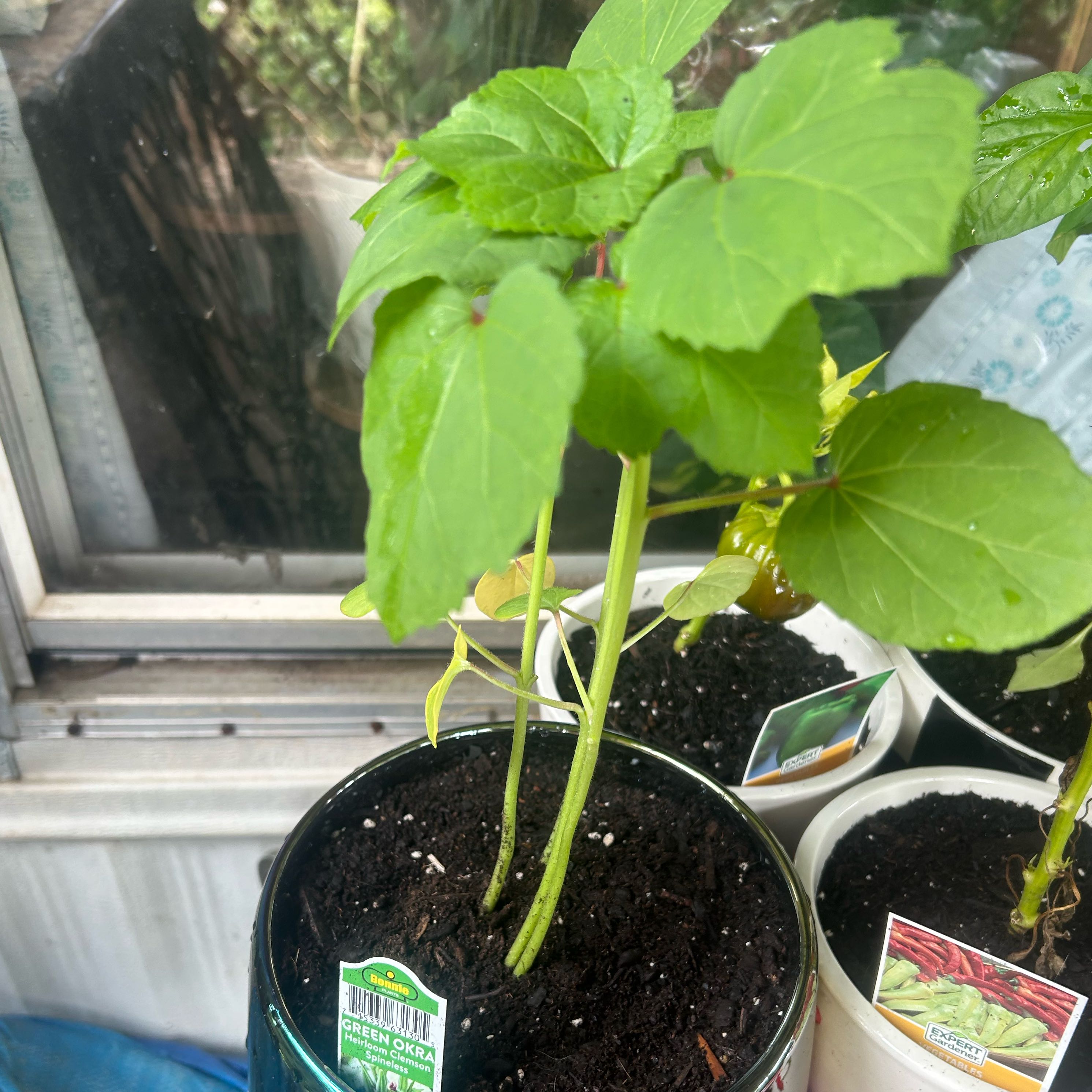 Photo of the plant species Okra by @GodlyBearcorn48 named Okra on Greg, the plant care app