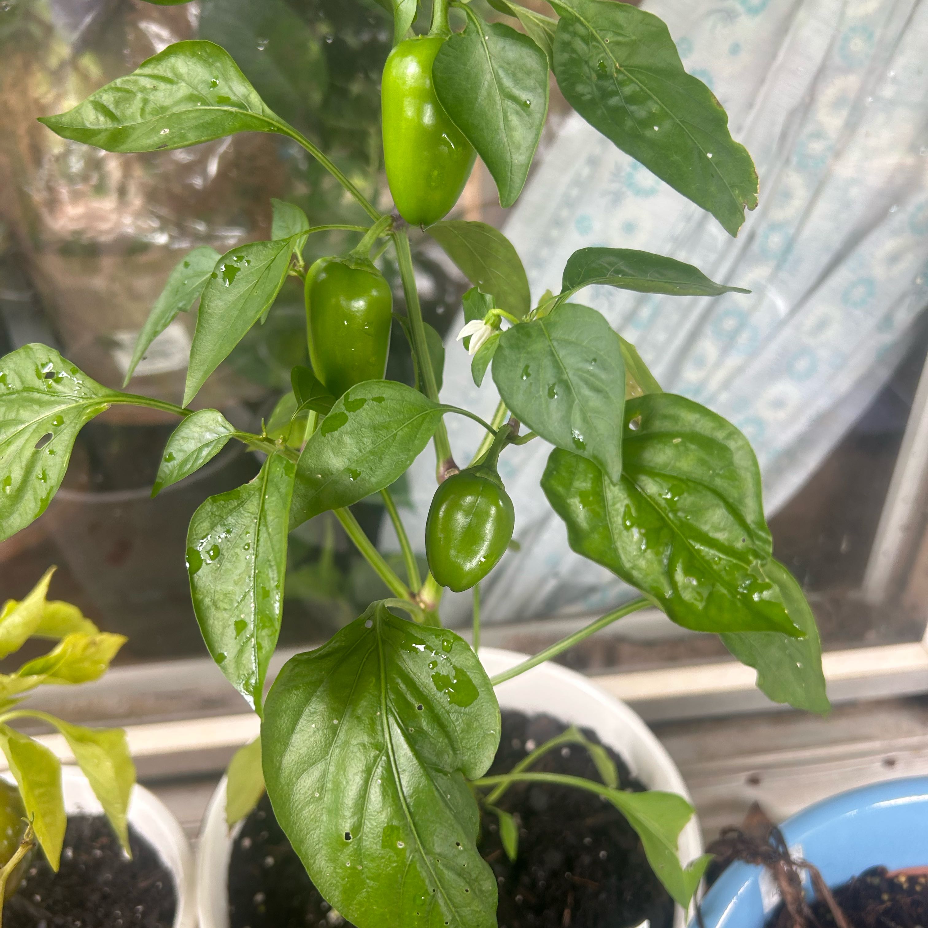 Photo of the plant species Lunchbox Yellow Pepper by @GodlyBearcorn48 named Dr Pepper on Greg, the plant care app