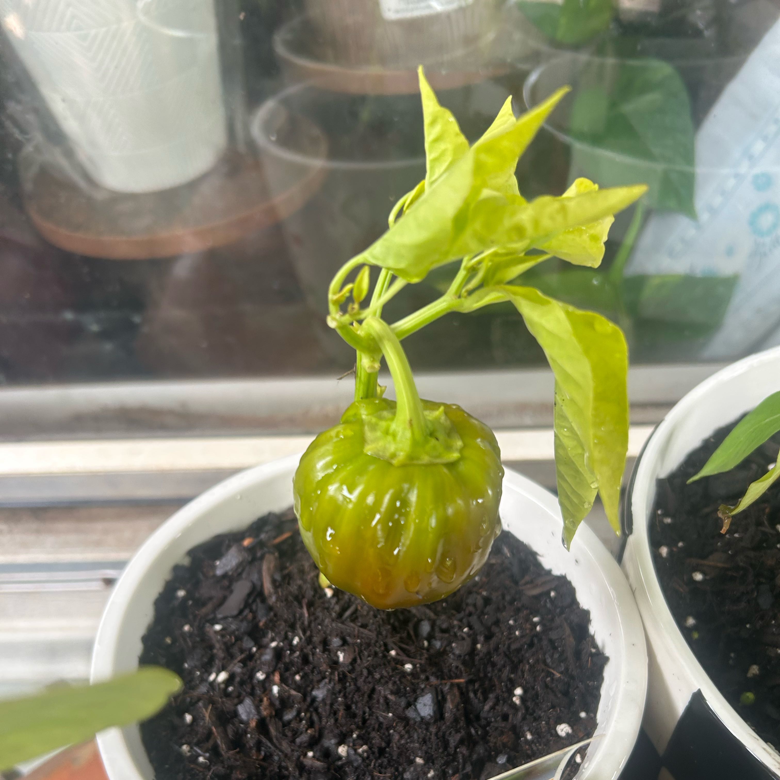 Photo of the plant species Liberty Belle Pepper by @GodlyBearcorn48 named Belle on Greg, the plant care app