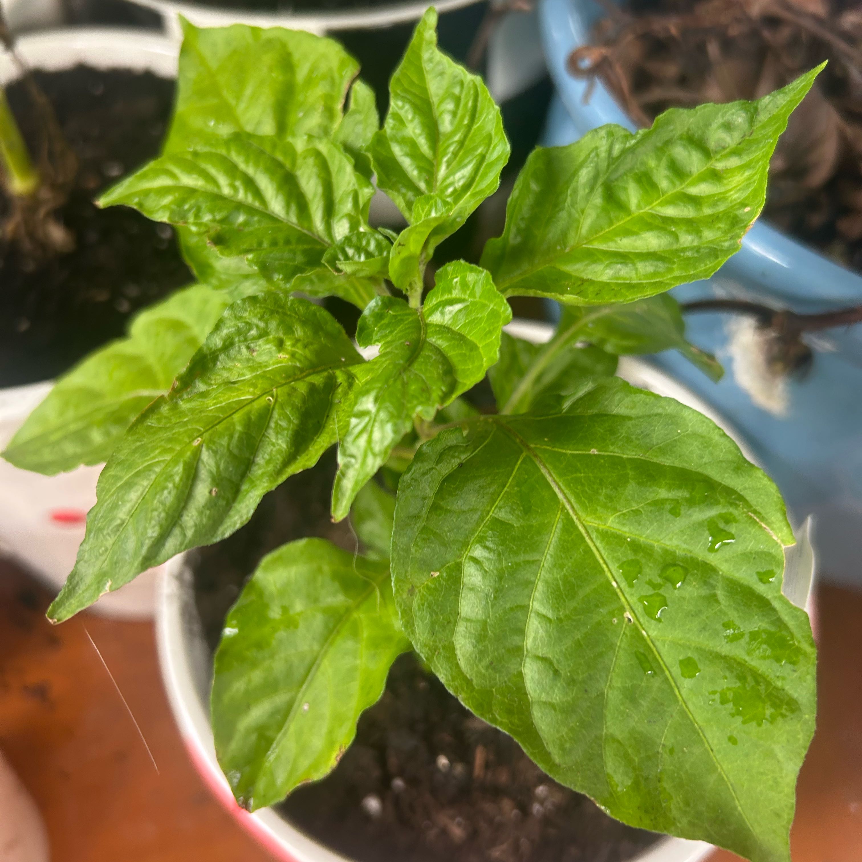 Photo of the plant species Red Ghost Super Hot Pepper by @GodlyBearcorn48 named Ghostie on Greg, the plant care app