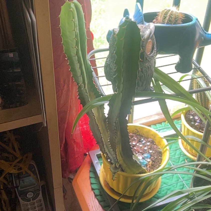 Photo of the plant species Euphorbia Ingens by @GodlyBearcorn48 named Sir pricks a lot on Greg, the plant care app