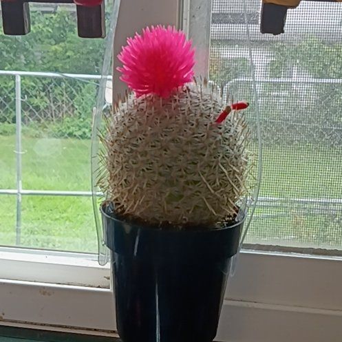 Photo of the plant species Catus by @SassyGuzmania16 named Treeyoncé on Greg, the plant care app