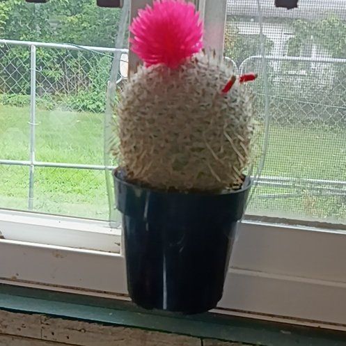 Photo of the plant species Button Cactus by @SassyGuzmania16 named Duke on Greg, the plant care app