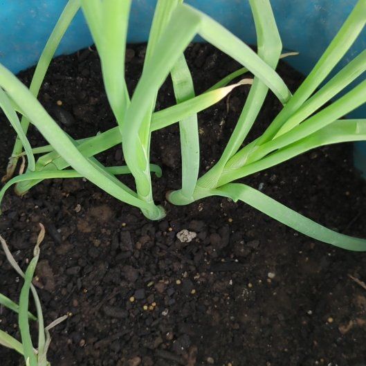 Photo of the plant species Globe Onion by @BeautifulComet named Stella on Greg, the plant care app