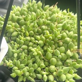Photo of the plant species String of Raindrops by @BreezyPuka43 named LiloStitch on Greg, the plant care app