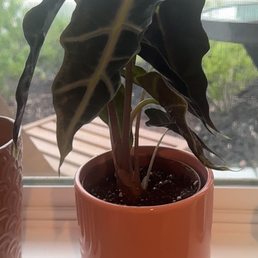Photo of the plant species African Mask by @BreezyPuka43 named Tolkien on Greg, the plant care app